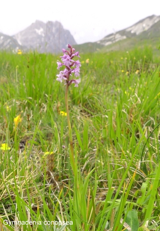 Campo Imperatore, laltopiano e le orchidee  19 giugno 2021.